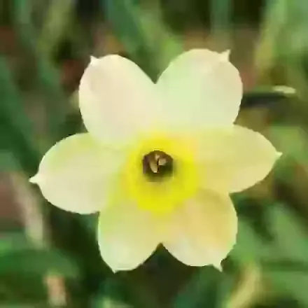 Tazetta Narcissi